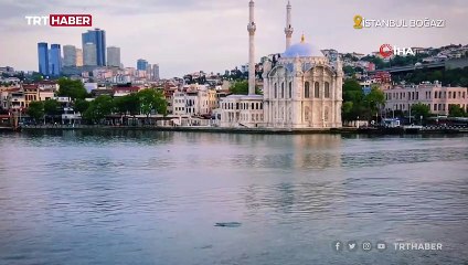 Yunuslar İstanbul Boğazı'nı süsledi