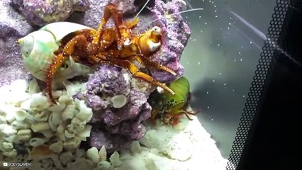 15 Times Sea Animals Messed With The Wrong Opponent