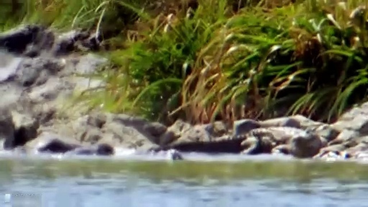 15 Moments When Animals Are Hunted Around Water!!
