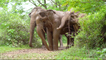 Fun-loving elephants playing with mud is the stress-relieving content you need today