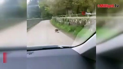 Kedi fareyle değil, fare kediyle oynadı