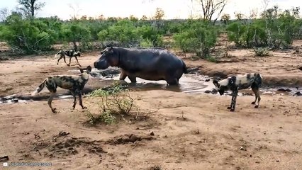 15 Fearless Moments Of Wild Animals Approaching Herds!!