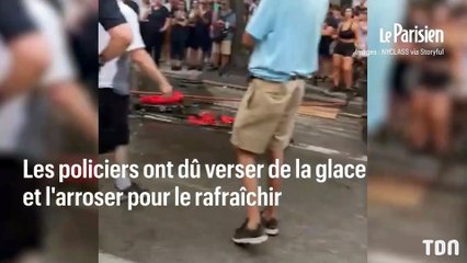 Un cheval s’évanouit en pleine rue à New York !