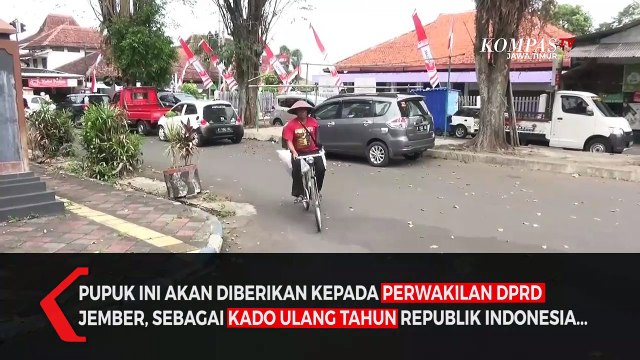 Aksi Nekat Petani Bersepeda Bawa Pupuk Non Subsidi Protes Ke DPRD Jember