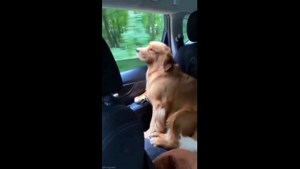 Wow very cute video baby and puppy #puppy #trending