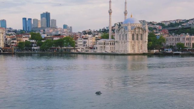 İstanbul Boğazı’nda yunuslardan görsel şölen
