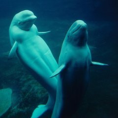 Le béluga, surnommé le "canari des mers" - carré