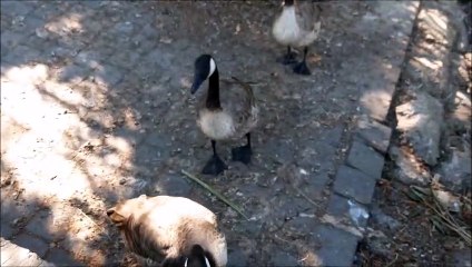 Ducks in need of a new shelter at Lindfield pond