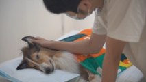 Dar el último adiós a las mascotas, un negocio en auge en China