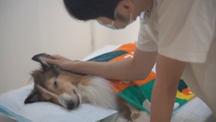 Dar el último adiós a las mascotas, un negocio en auge en China