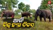 World Elephant Day | How Safe are Elephants in Odisha?