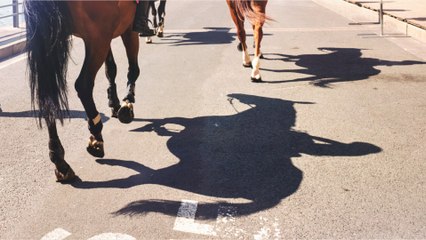 À New York, un cheval de calèche s'effondre à cause de la chaleur, les internautes indignés (1)
