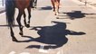À New York, un cheval de calèche s'effondre à cause de la chaleur, les internautes indignés (1)