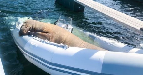 Devenue une star en Norvège avec ses facéties dans les ports, Freya, la femelle morse, pourrait être euthanasiée