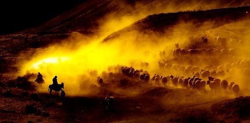 Bitlis haberi... BİTLİS'TE KOYUNLARIN 'TOZLU YOLCULUĞU'