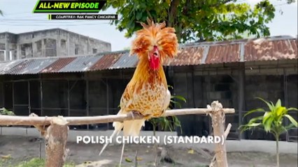 Amazing Earth: Unique discoveries | Teaser Ep. 217