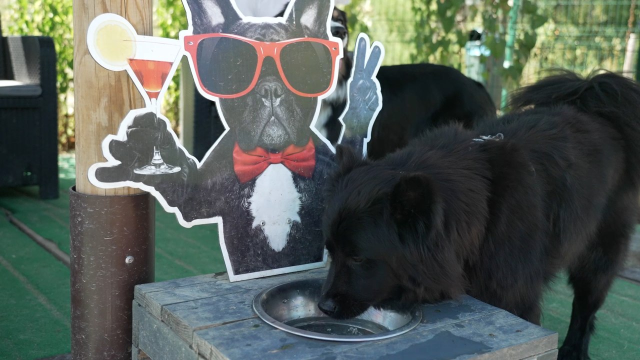« Ici, il y a tout pour les toutous » : ce camping où les chiens sont rois