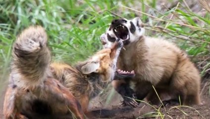 Unbelievable Honey Badger Attacks & Interactions Caught On Camera!