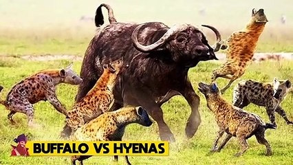 15 Times Animals Tried To Protect Other Animals