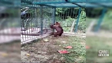 Acı bal yiyerek baygınlık geçiren ayının adı 'Balkız' oldu