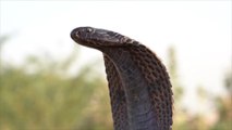 Entwischte Todes-Kobra verbreitet Angst und Schrecken
