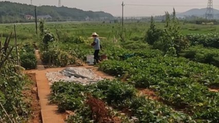 La Hunan rural: año 1 desde la erradicación de la pobreza extrema en China