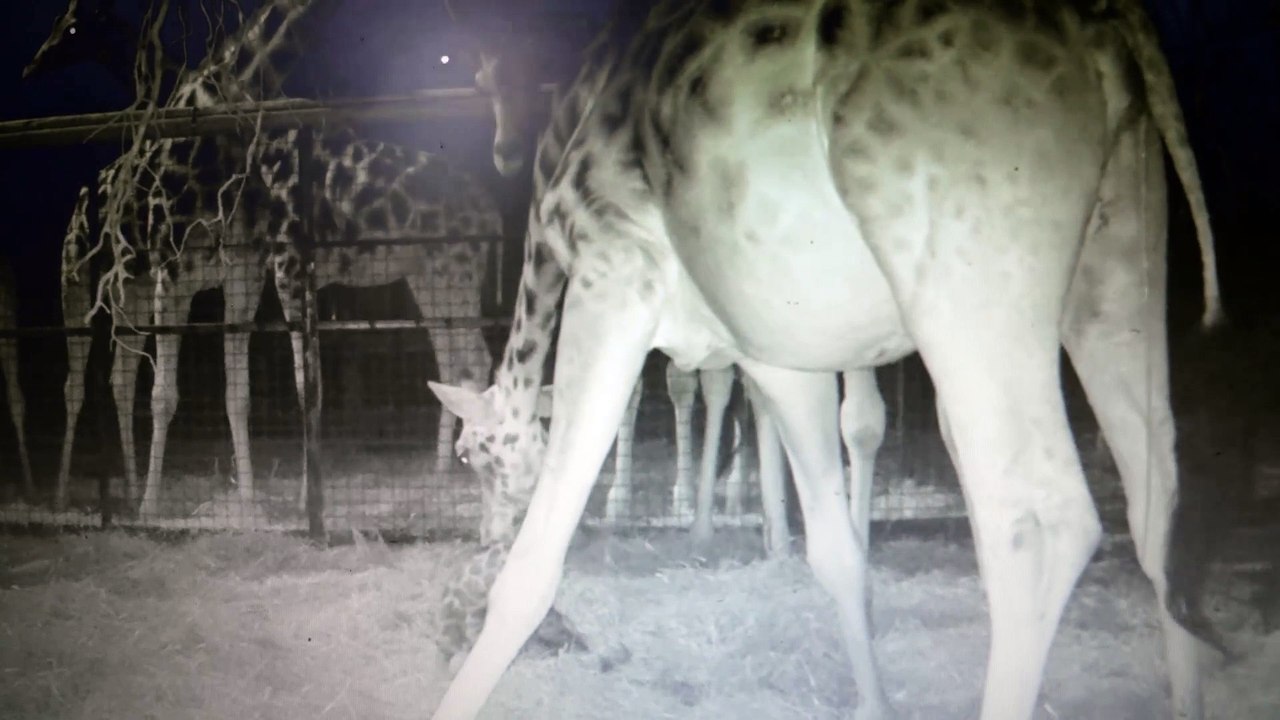Endangered baby giraffe born at Chester Zoo makes grand entrance by falling 6ft to the ground