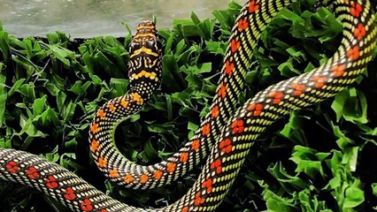15 Rarest Snakes In The World