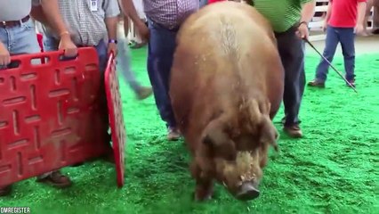 15 Most Muscular And Handsome Animals On Our Planet