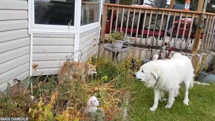 15 Dogs That Will Stand by Your Side (No Matter What)