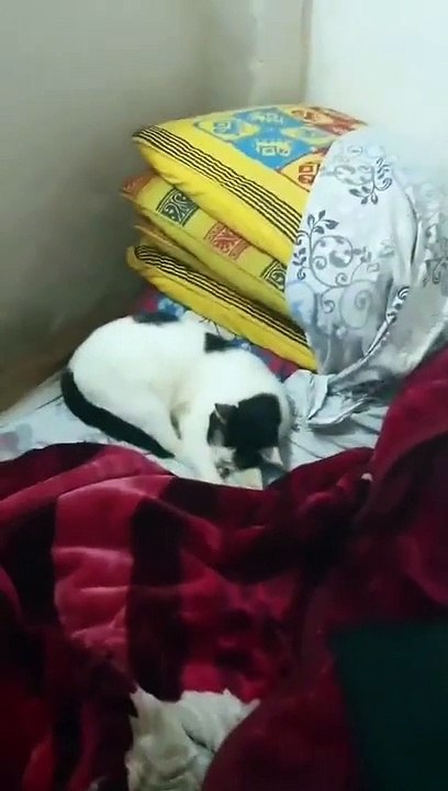 cats are sleeping