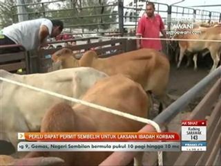 Perlu dapat permit sembelih untuk laksana ibadah korban