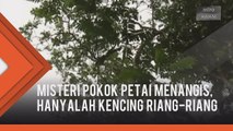 Misteri pokok petai menangis terjawab