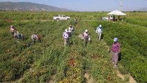 Aydın yerel: Efeler Belediyesi'nden Domates Hasadı