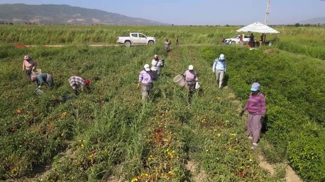 Aydın yerel: Efeler Belediyesi'nden Domates Hasadı
