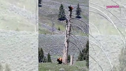 Kurt saldırısına uğrayan Ayı ağaca tırmanarak kurtuldu