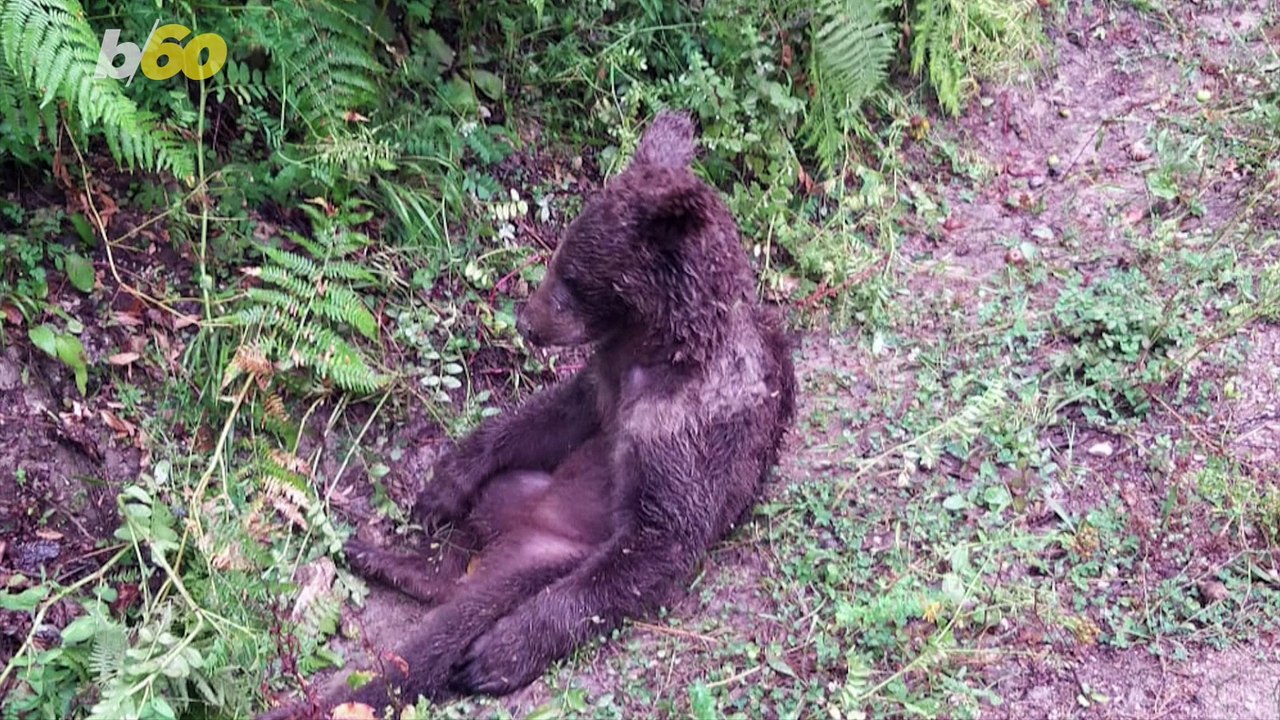 This Bear Ate the Wrong Honey and Became Intoxicated