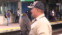 Aux États-Unis, une buse pour chasser les pigeons du métro