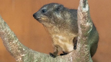 [서울] 아프리카 출신 바위너구리, 서울어린이대공원 새 식구 됐다 / YTN