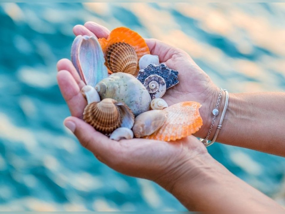 In diesen ländern ist das sammeln von muscheln verboten