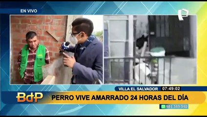 Maltrato animal en VES: denuncian que perro siberiano vive amarrado las 24 horas del día