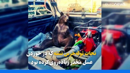 نجات توله‌خرس نشئه که در خوردن عسل مخدر زیاده‌روی کرده بود