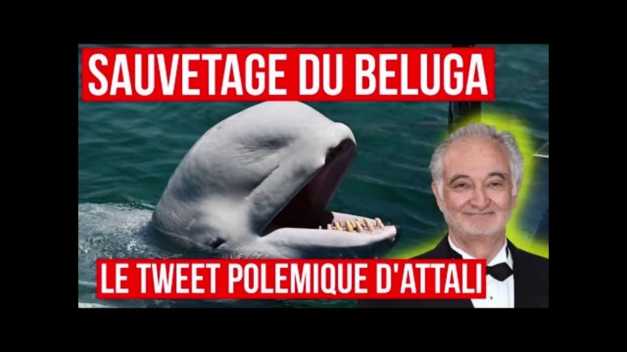Sauvetage du béluga dans la seine : le tweet absolument honteux de Jacques Attali déchaine les foule