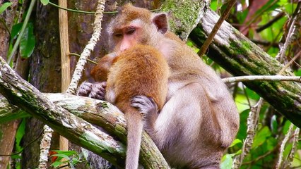 47=Don´t cry my baby  Ariana hungry need food urgently