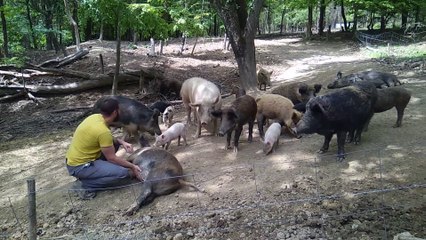 KUDA IDU DIVLJE SVINJE? NIKUDA, AKO JE UZ NJIH ČOVJEK, A NE DRESIRANI TV OVISNICI!