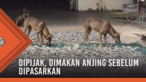 Ikan kering dipijak, dimakan anjing sebelum dipasarkan