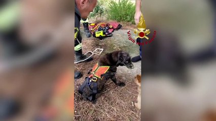 Catanzaro, salvato anziano Labrador caduto all'interno di un pozzo