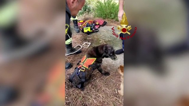 Catanzaro, salvato anziano Labrador caduto all'interno di un pozzo