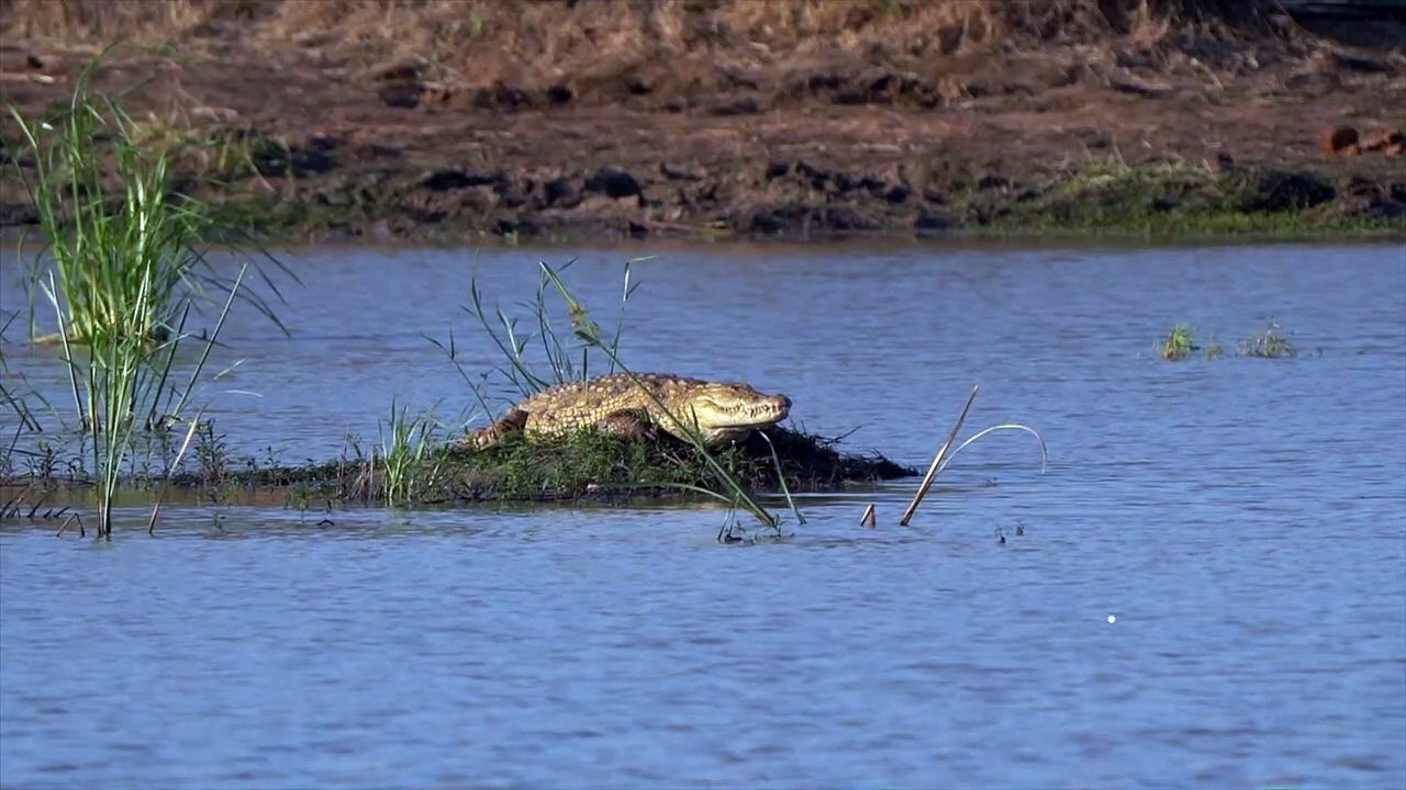 CHEETAH'S CALLING , Mbiri LIONESS following their trail