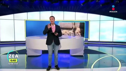 Caso Black Jaguar-White Tiger: mejora la salud de cinco felinos